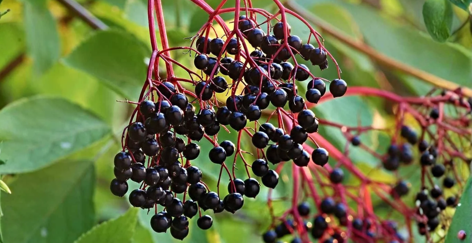 Elderberry